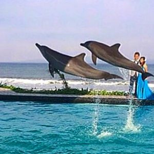 Dolfijnen in gevangenschap