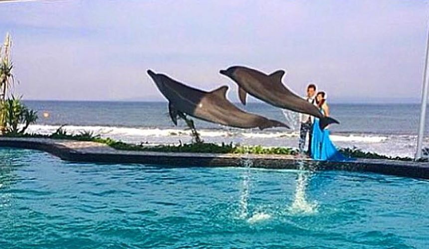 Red de dolfijnen