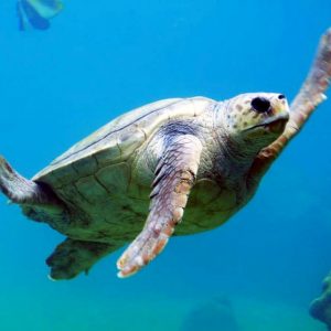 Bescherming van zeeschildpadden