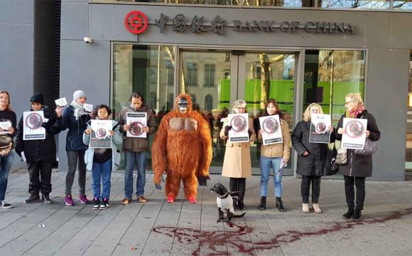 Actie voor Orang Oetan: soort dreigt uit te sterven door bouw hydro-dam