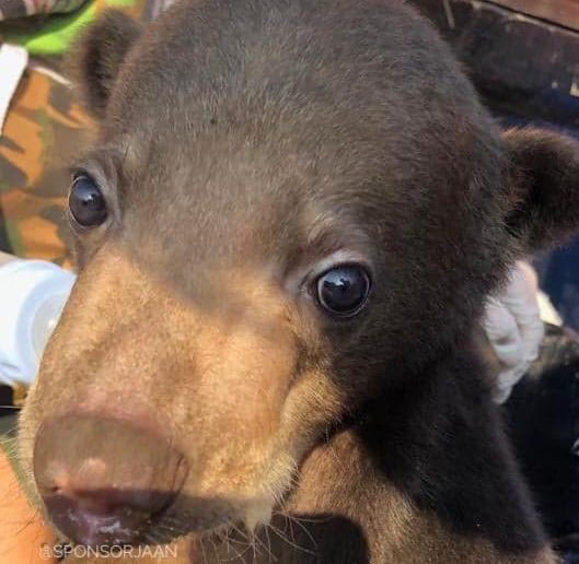 JAAN redt baby beer uit illegale dierenhandel