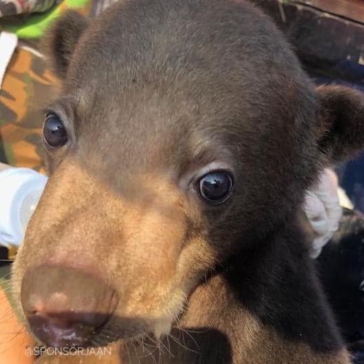 JAAN redt baby beer uit illegale dierenhandel