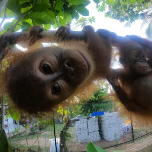 Smokkel Orang oetan-baby’s onderschept