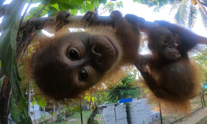 Smokkel Orang oetan-baby’s onderschept