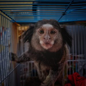 Breaking news: 1300 animals confiscated
